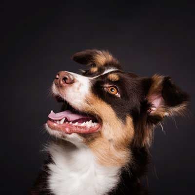 Vet Dental Studio — Tierarzt in Affoltern am Albis (Bild 2)