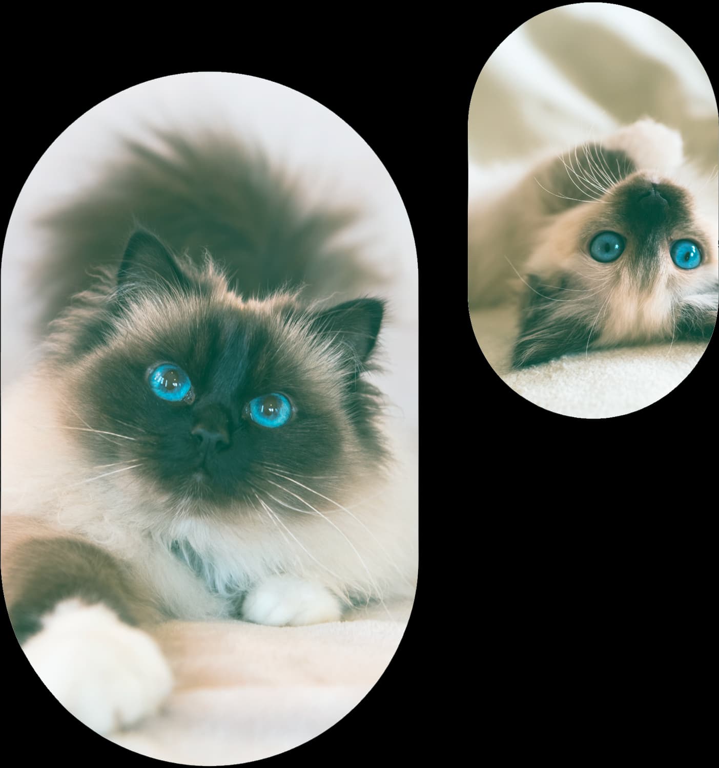 Katzen-Praxis.ch — Tierarzt in Horgen (Bild 2)