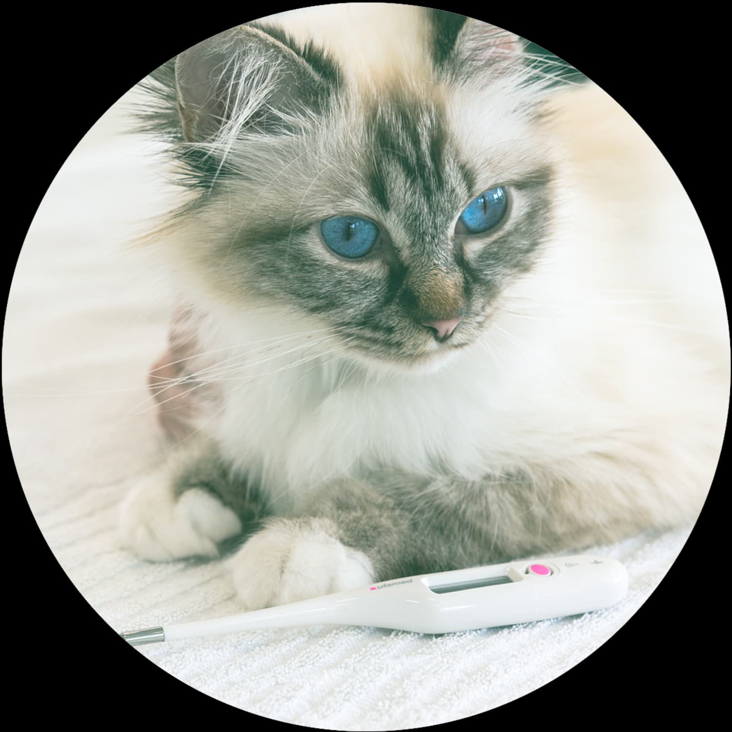 Katzen-Praxis.ch — Tierarzt in Horgen (Bild 3)