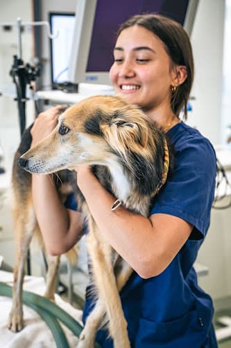wintivets AG Tierklinik — Tierarzt in Winterthur