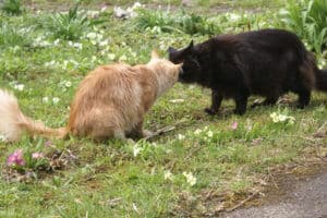 AnimalSoul GmbH — Sonstige in Winterthur (Bild 3)