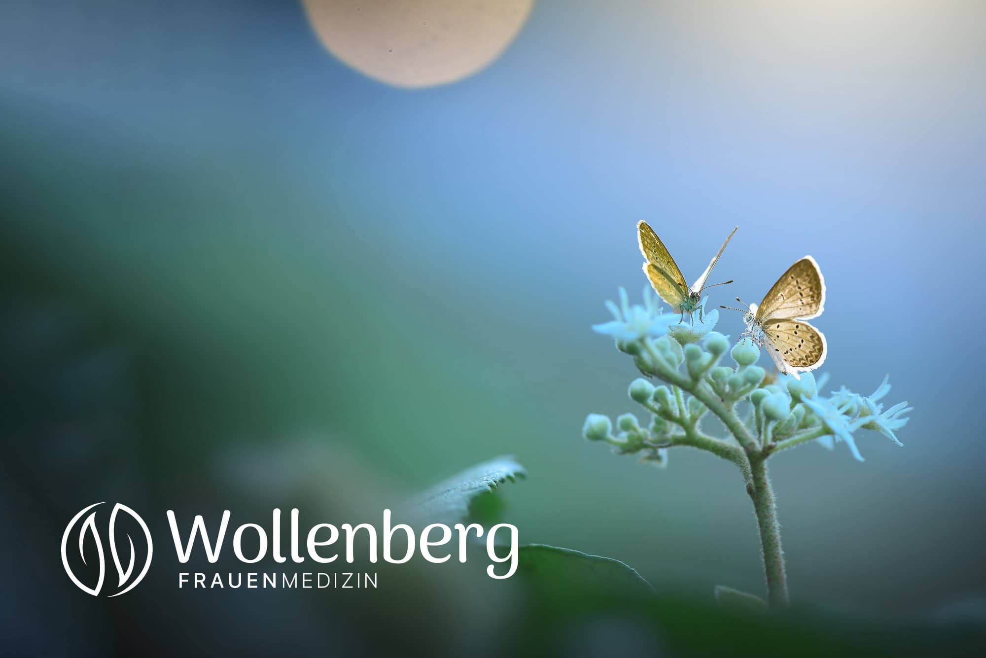 Frauenmedizin Wollenberg — Arzt in Opfikon (Bild 2)