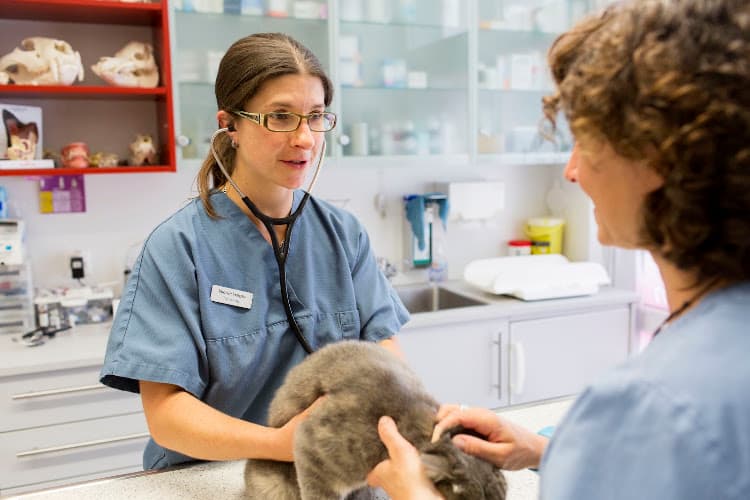 Veterinarians