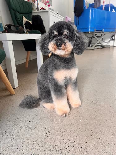 Victor's Hundesalon — Tierarzt in Wallisellen