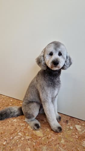Hundesalon Miamore — Tierarzt in Winterthur