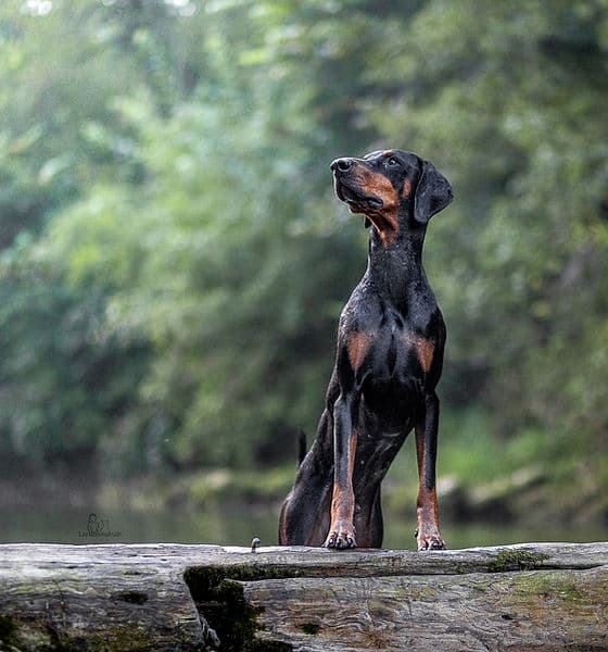 Hundesalon Miamore — Tierarzt in Winterthur (Bild 2)