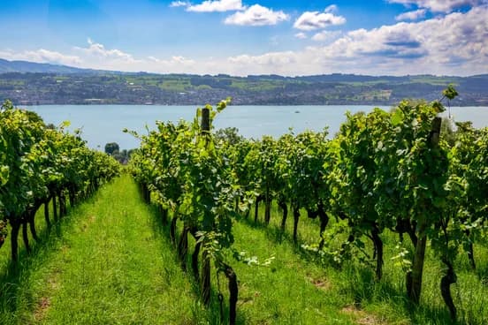 Weingut Rebhalde — Weinhandlung in Stäfa (Bild 3)