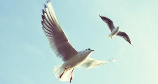 Praxis Scarascia | Shiatsu, Reiki, Fussreflexzonenmassage und Traumatherapie in Zürich — Massage in Zürich