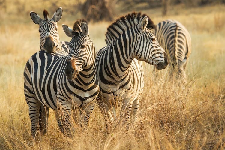 africa design travel ag
